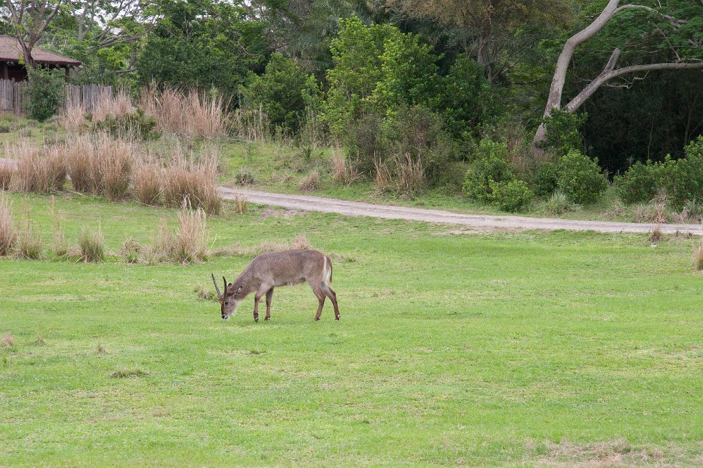IMG_6711.jpg - We think this is a common waterbuck.